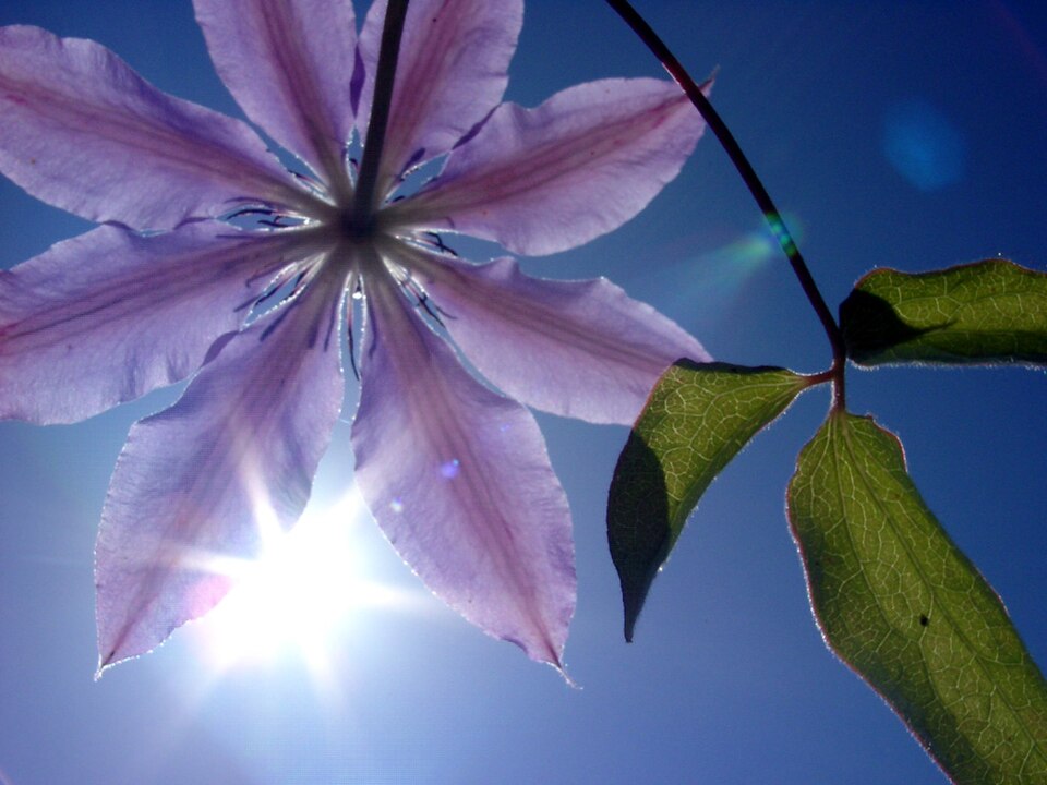 Clematis (Clematis and leatherflowers) (alternate view 10)