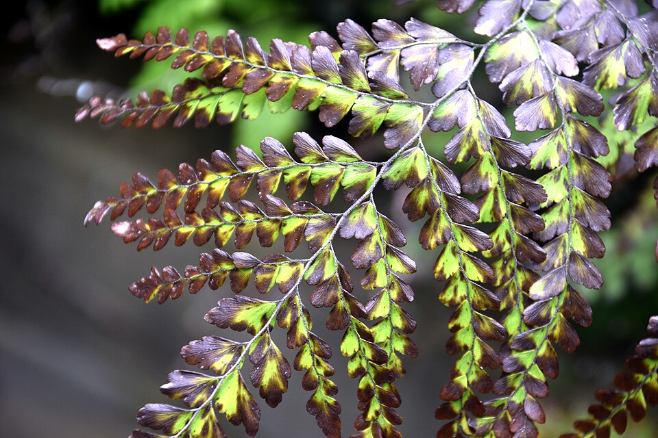 Adiantum formosum (Giant maidenhair fern) (alternate view 5)
