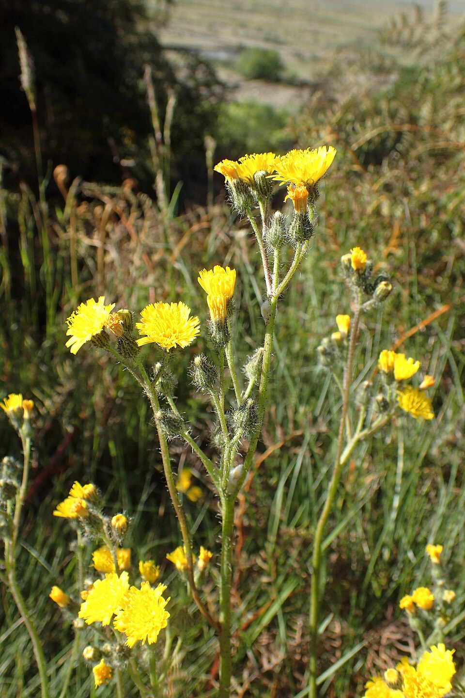 Pilosella caespitosa (meadow hawkweed) (alternate view 6)