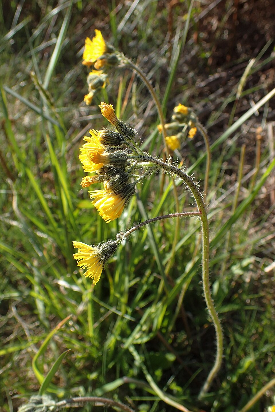 Pilosella caespitosa (meadow hawkweed) (alternate view 7)