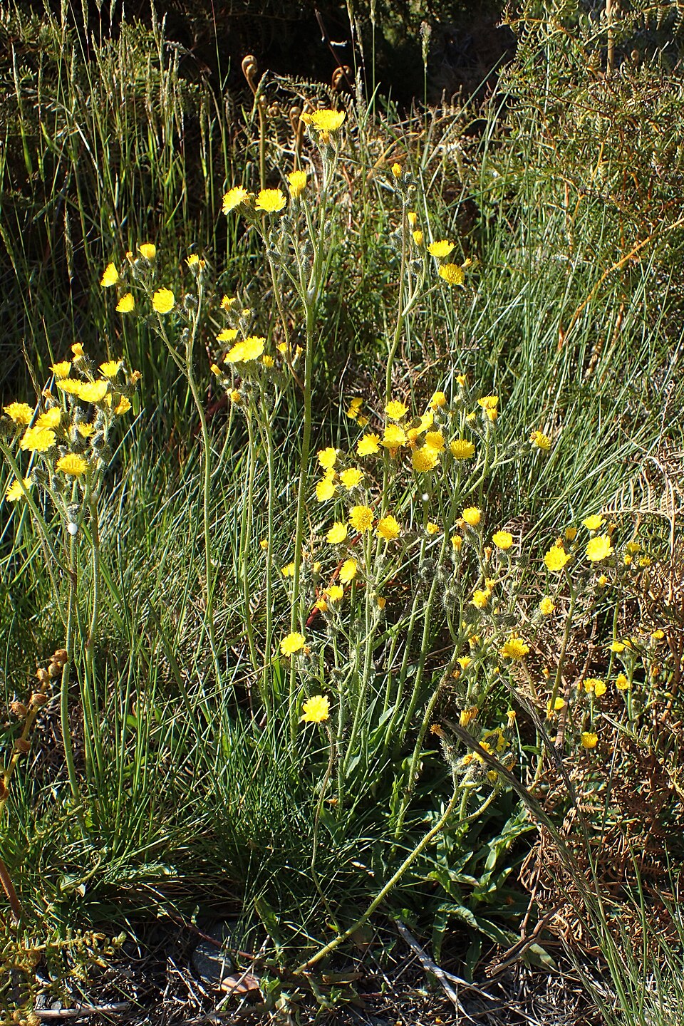 Pilosella caespitosa (meadow hawkweed) (alternate view 8)
