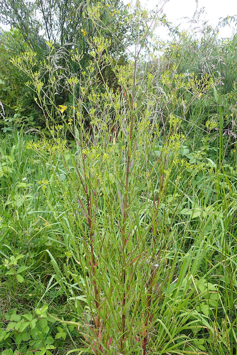 Senecio hispidulus (Hill Fireweed) (alternate view 6)