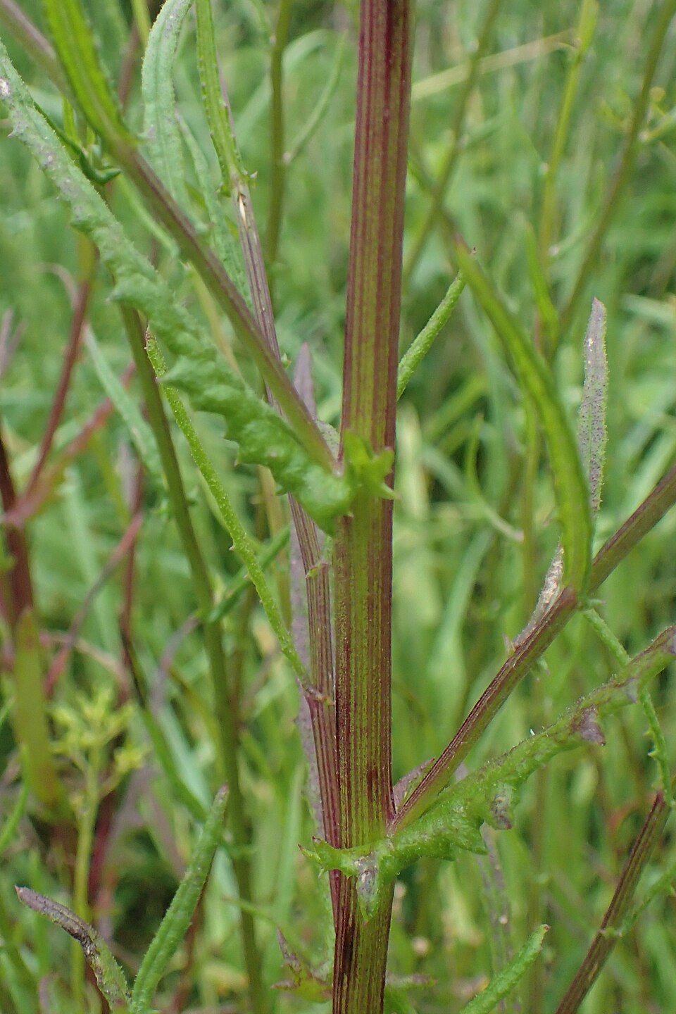 Senecio hispidulus (Hill Fireweed) (alternate view 7)