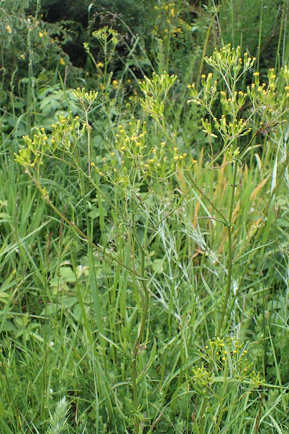 Senecio hispidulus (Hill Fireweed) (alternate view 8)