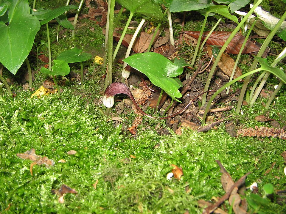 Arisarum proboscideum (Mouse Plant) (alternate view 9)