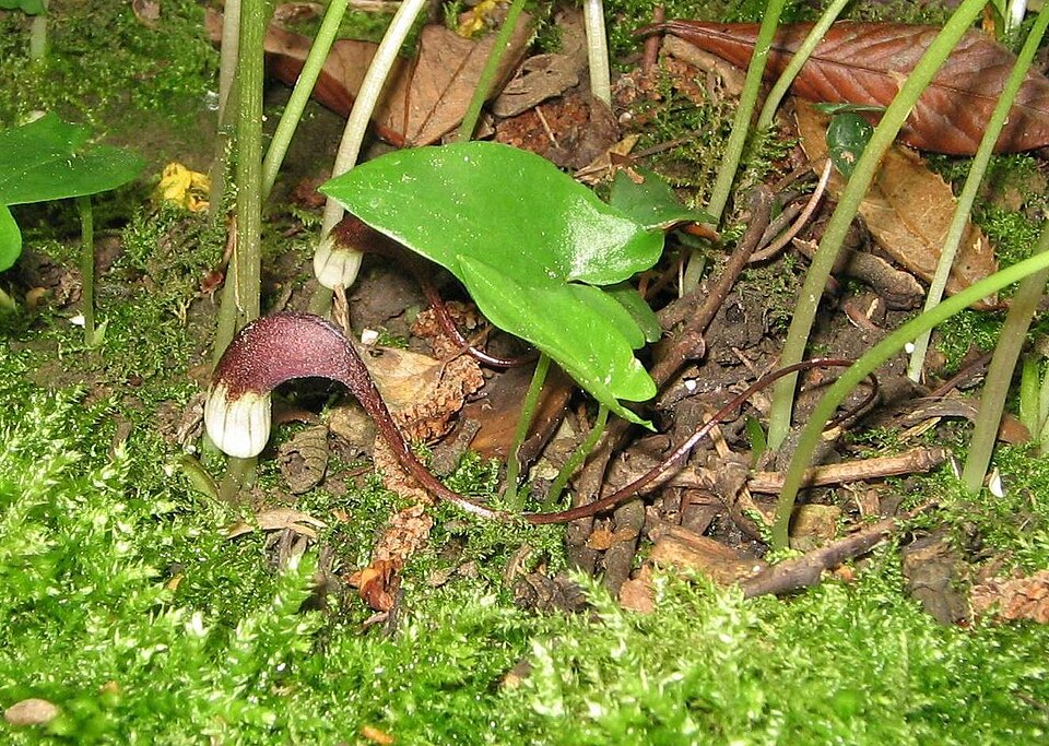 Arisarum proboscideum (Mouse Plant) (alternate view 10)