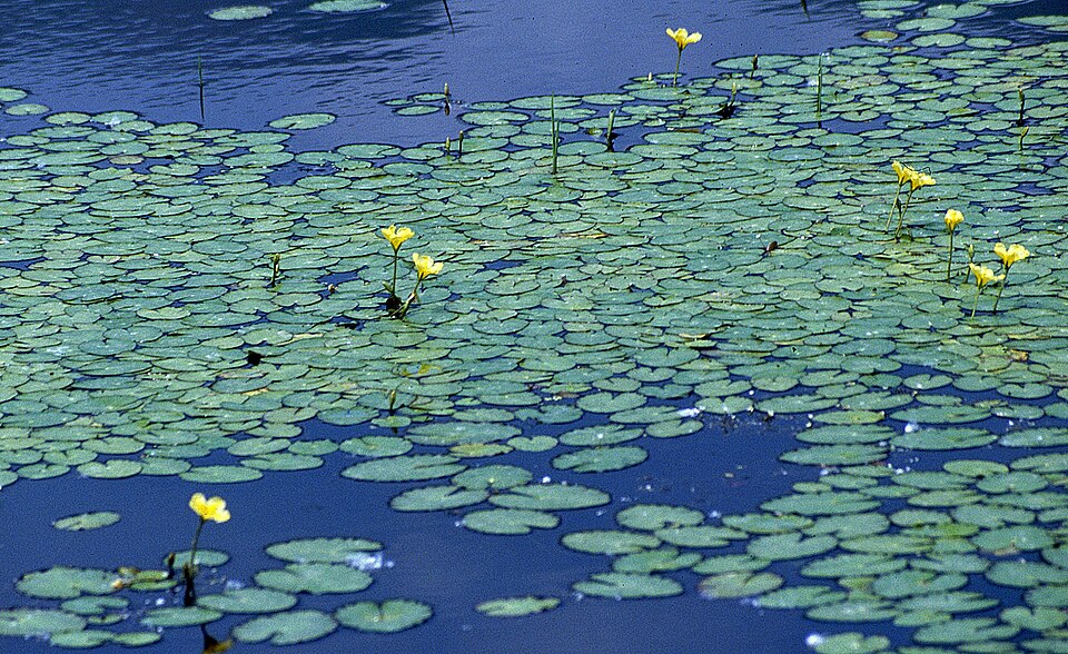 Nymphoides peltata (water fringe)