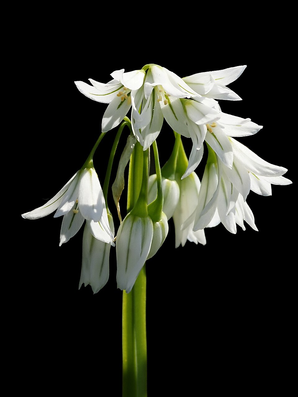 Allium triquetrum (Three-cornered garlic)