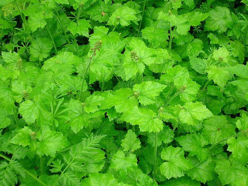 Tolmiea menziesii (piggy-back plant)