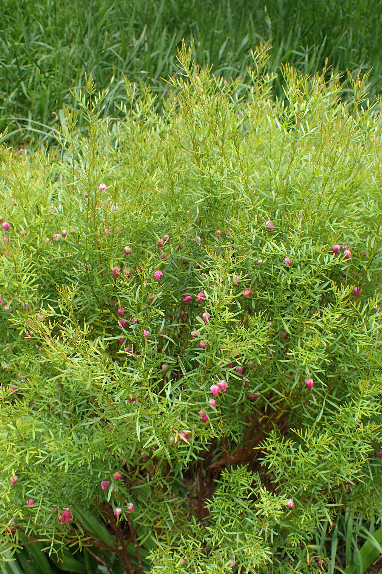 Boronia heterophylla, Red boronia — upright evergreen (Rutaceae) (image 2 of 10)