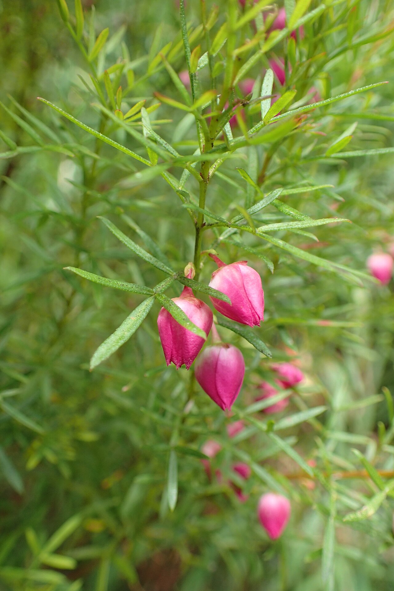 Boronia heterophylla, Red boronia — upright evergreen (Rutaceae) (image 3 of 10)