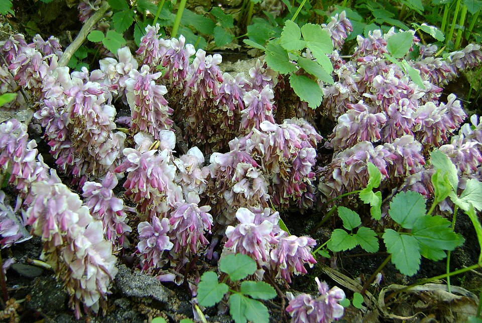 Lathraea squamaria (Common Toothwort)