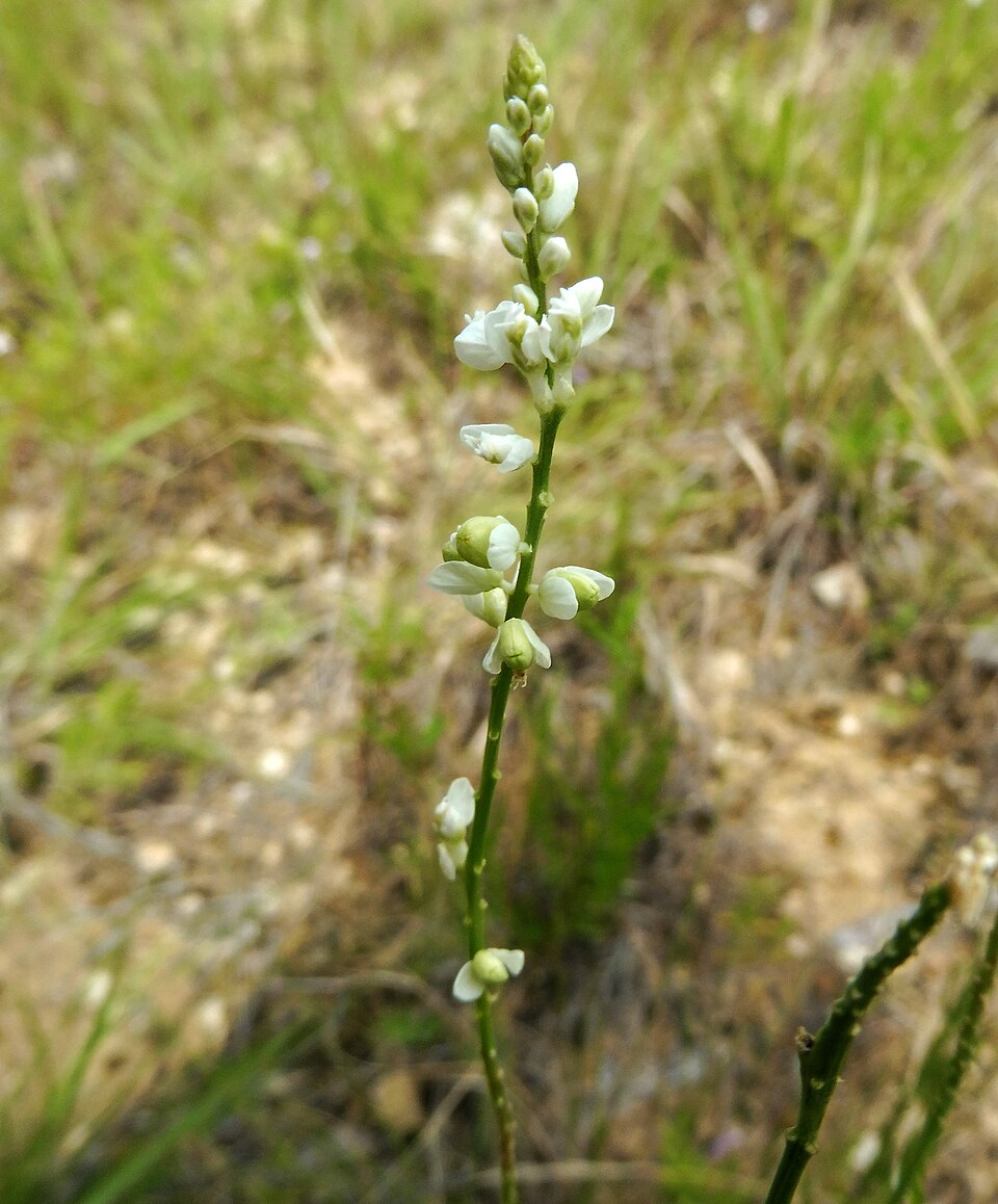 Senega alba (white milkwort) (alternate view 9)