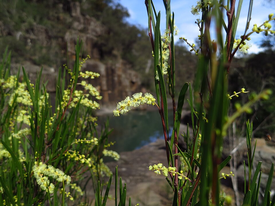 Acacia mucronata (Variable sallow wattle) (alternate view 6)