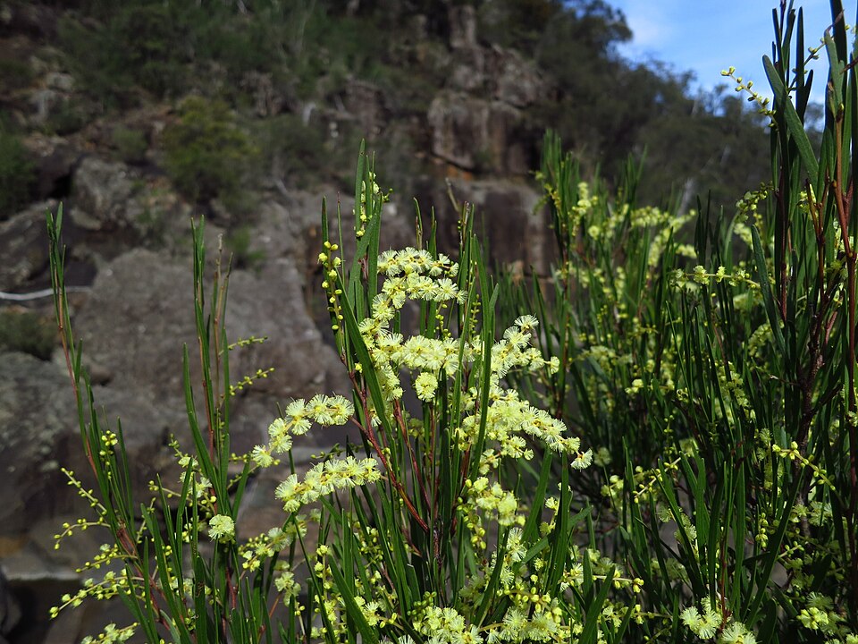 Acacia mucronata (Variable sallow wattle) (alternate view 7)