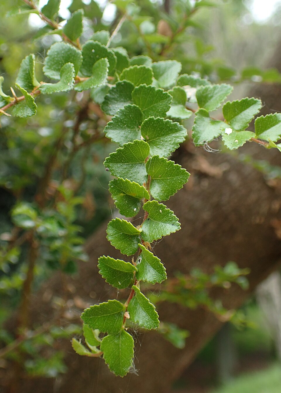 Nothofagus cunninghamii (Myrtle Beech) (alternate view 9)