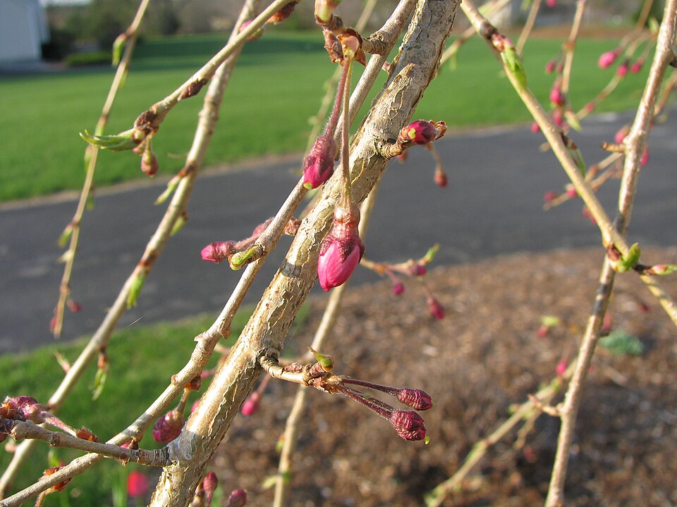 Prunus subhirtella 'Pendula' (weeping flowering cherry)