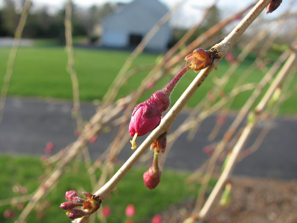 Prunus subhirtella 'Pendula' (weeping flowering cherry) (alternate view 2)