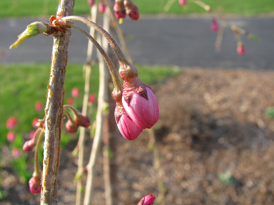 Prunus subhirtella 'Pendula' (weeping flowering cherry) (alternate view 3)