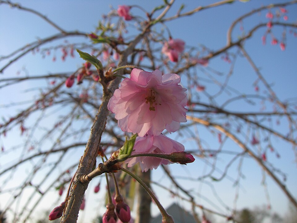 Prunus subhirtella 'Pendula' (weeping flowering cherry) (alternate view 4)