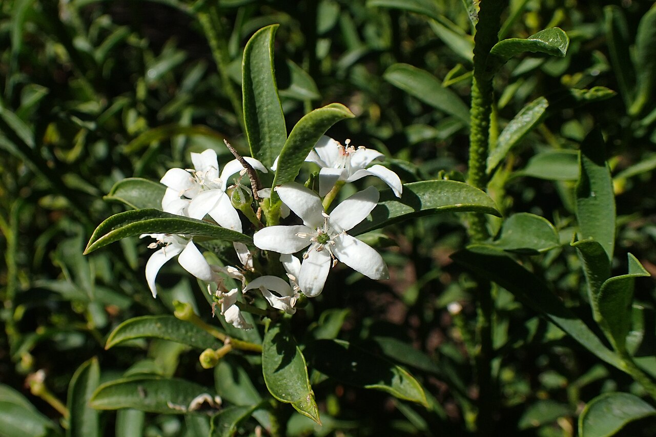 Philotheca myoporoides, Long-leaf wax flower — mounding evergreen (Rutaceae) (image 2 of 10)