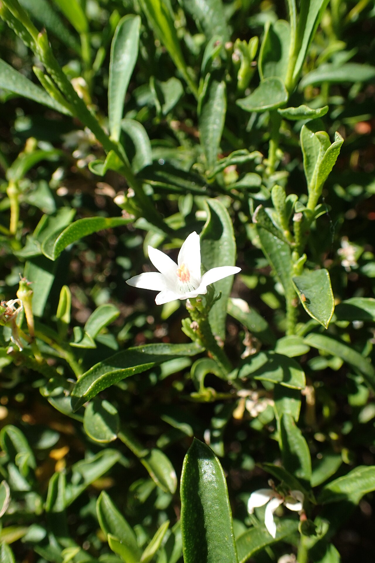 Philotheca myoporoides, Long-leaf wax flower — mounding evergreen (Rutaceae) (image 3 of 10)