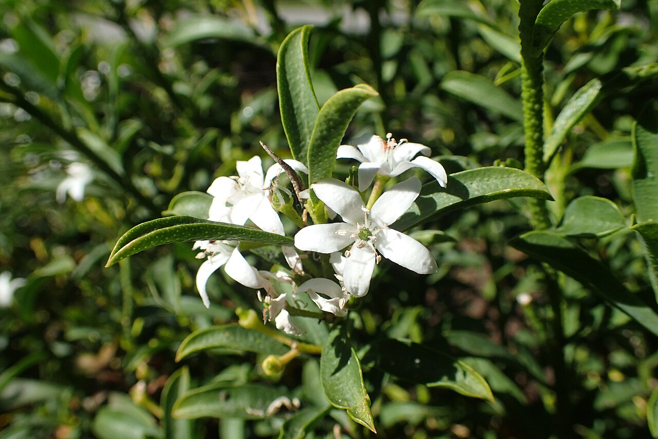 Philotheca myoporoides, Long-leaf wax flower — mounding evergreen (Rutaceae) (image 4 of 10)