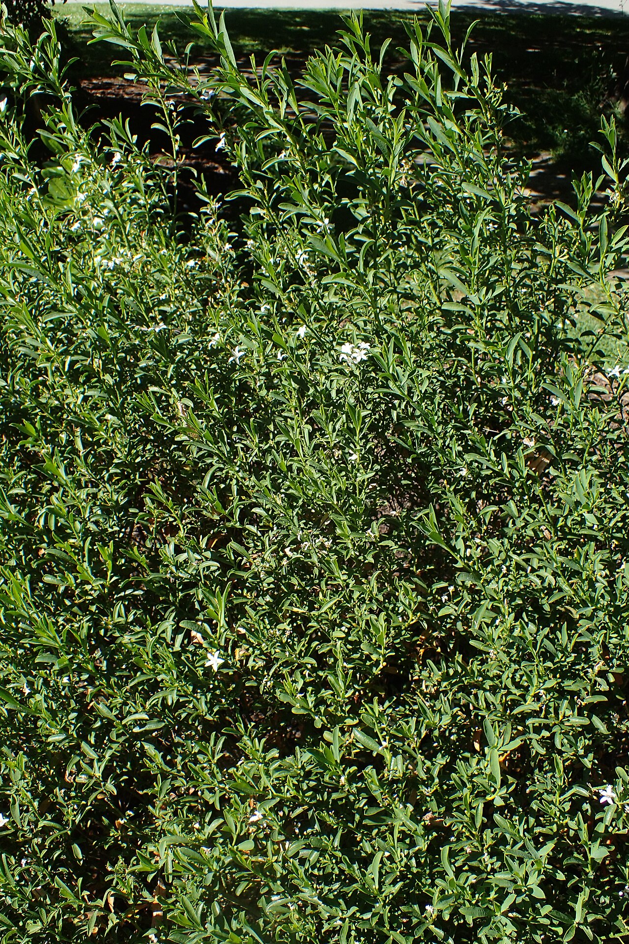 Philotheca myoporoides, Long-leaf wax flower — mounding evergreen (Rutaceae) (image 5 of 10)