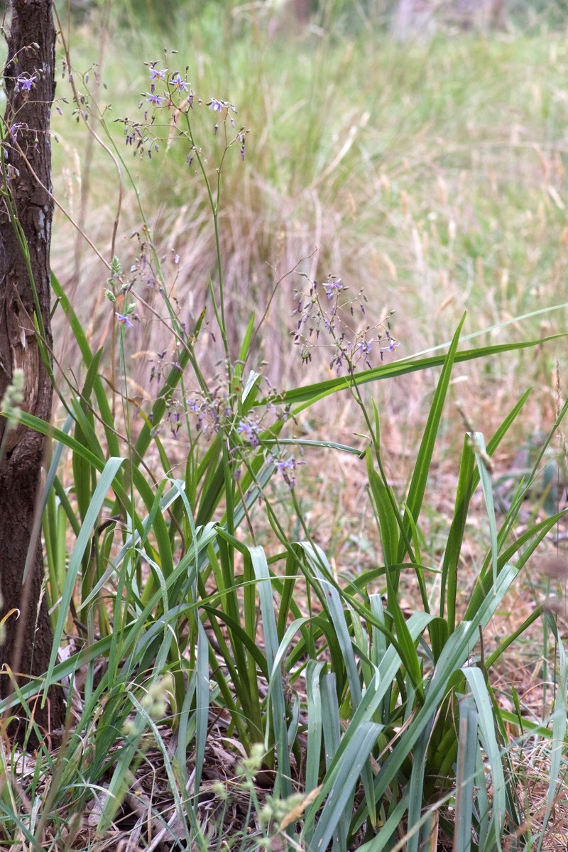 Dianella longifolia (Pale Flax-Lily) (alternate view 7)