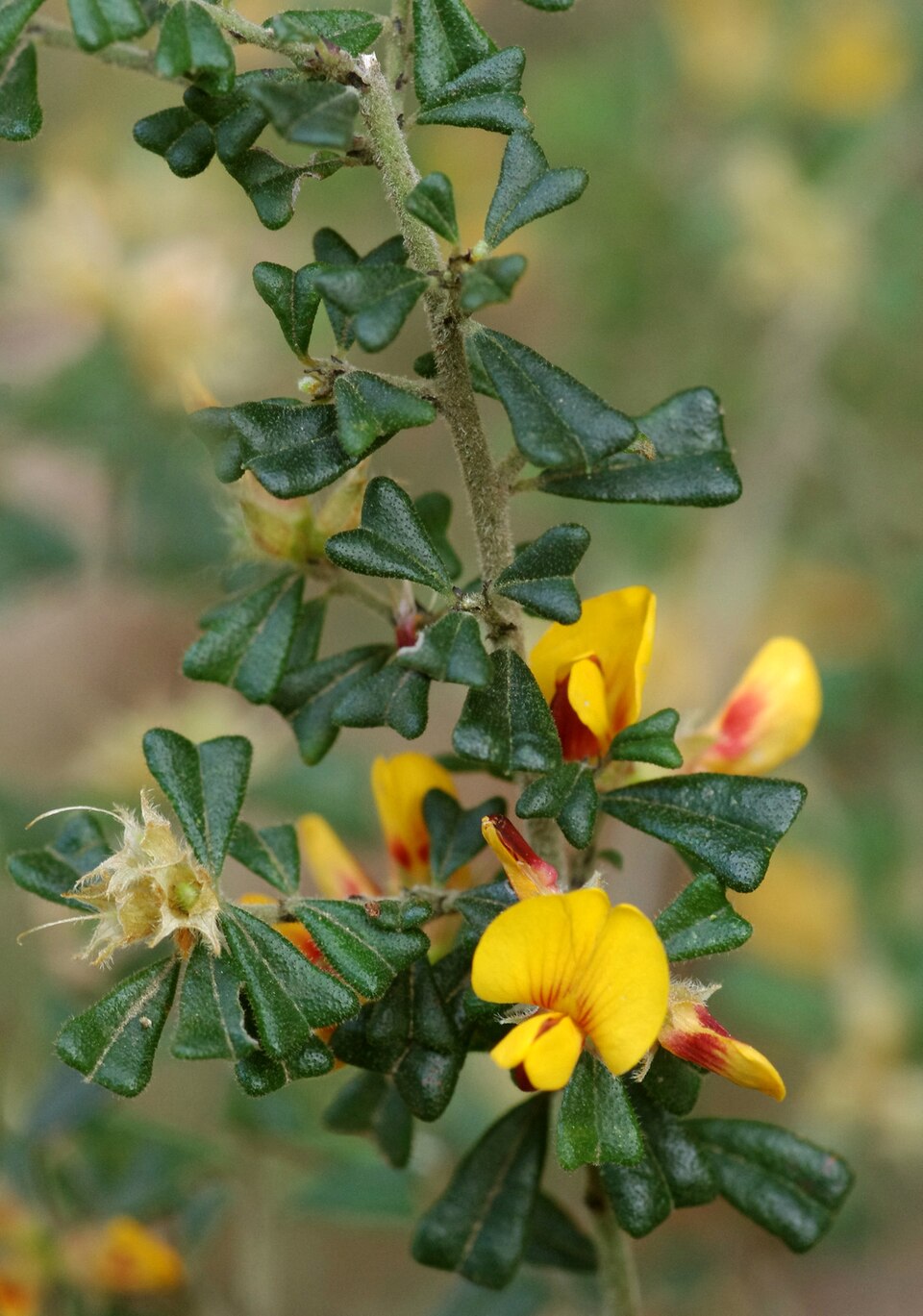 Pultenaea scabra (Rough Bush-pea) (alternate view 7)