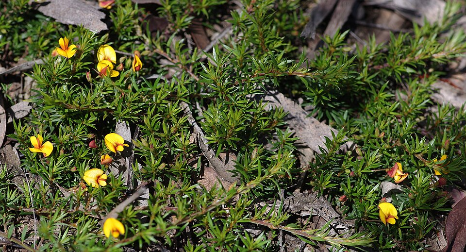 Pultenaea pedunculata (matted bush-pea) (alternate view 4)