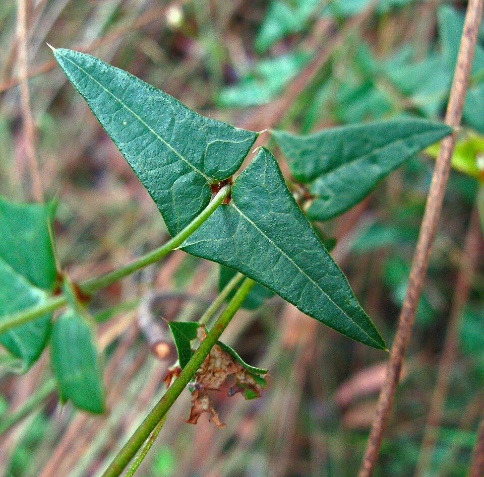 Platylobium obtusangulum (Common Flat-pea) (alternate view 2)
