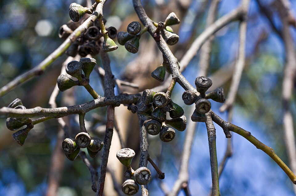 Eucalyptus ovata (Swamp Gum) (alternate view 9)