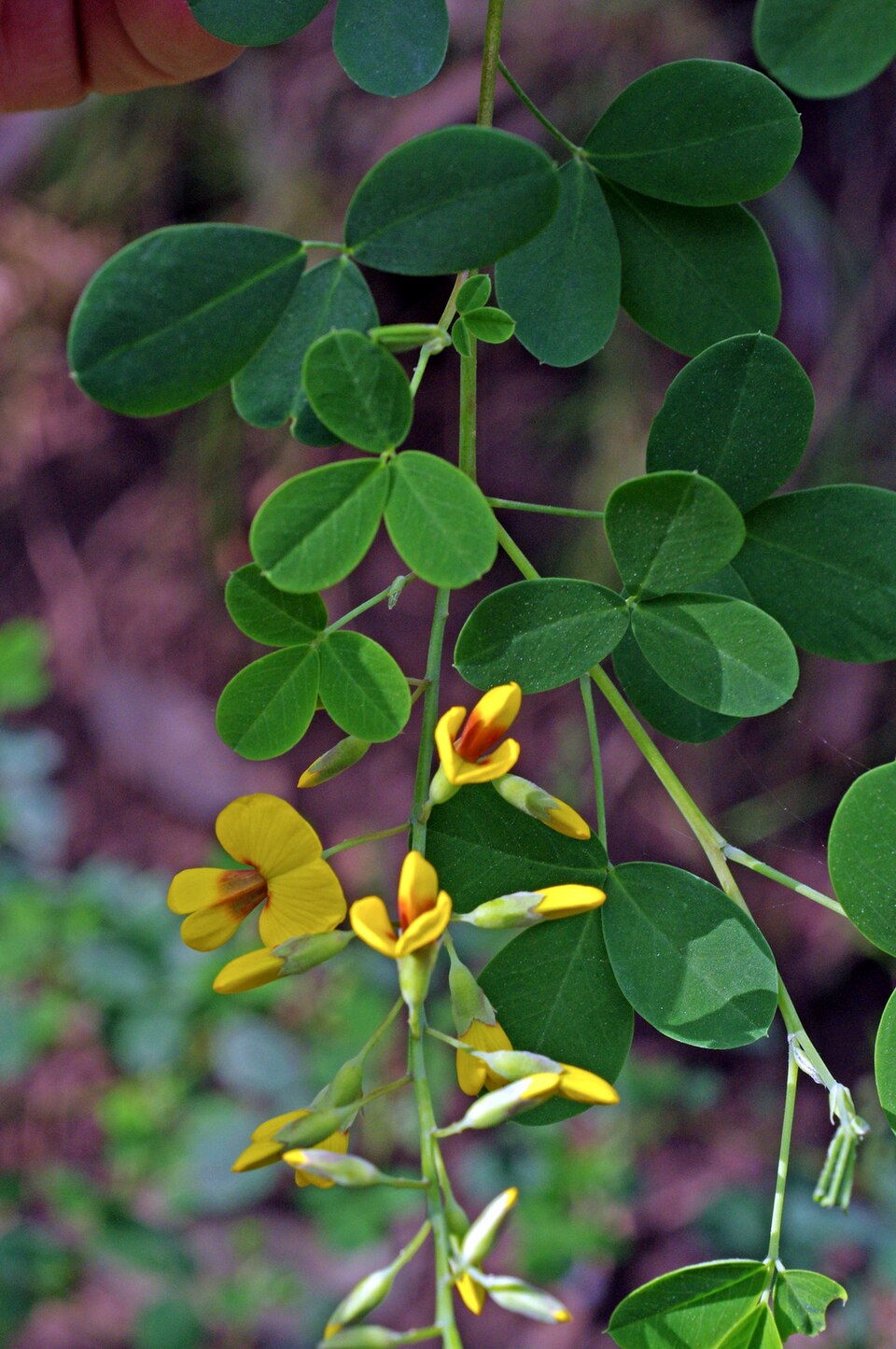 Goodia lotifolia (Clover-leaved Poison) (alternate view 3)
