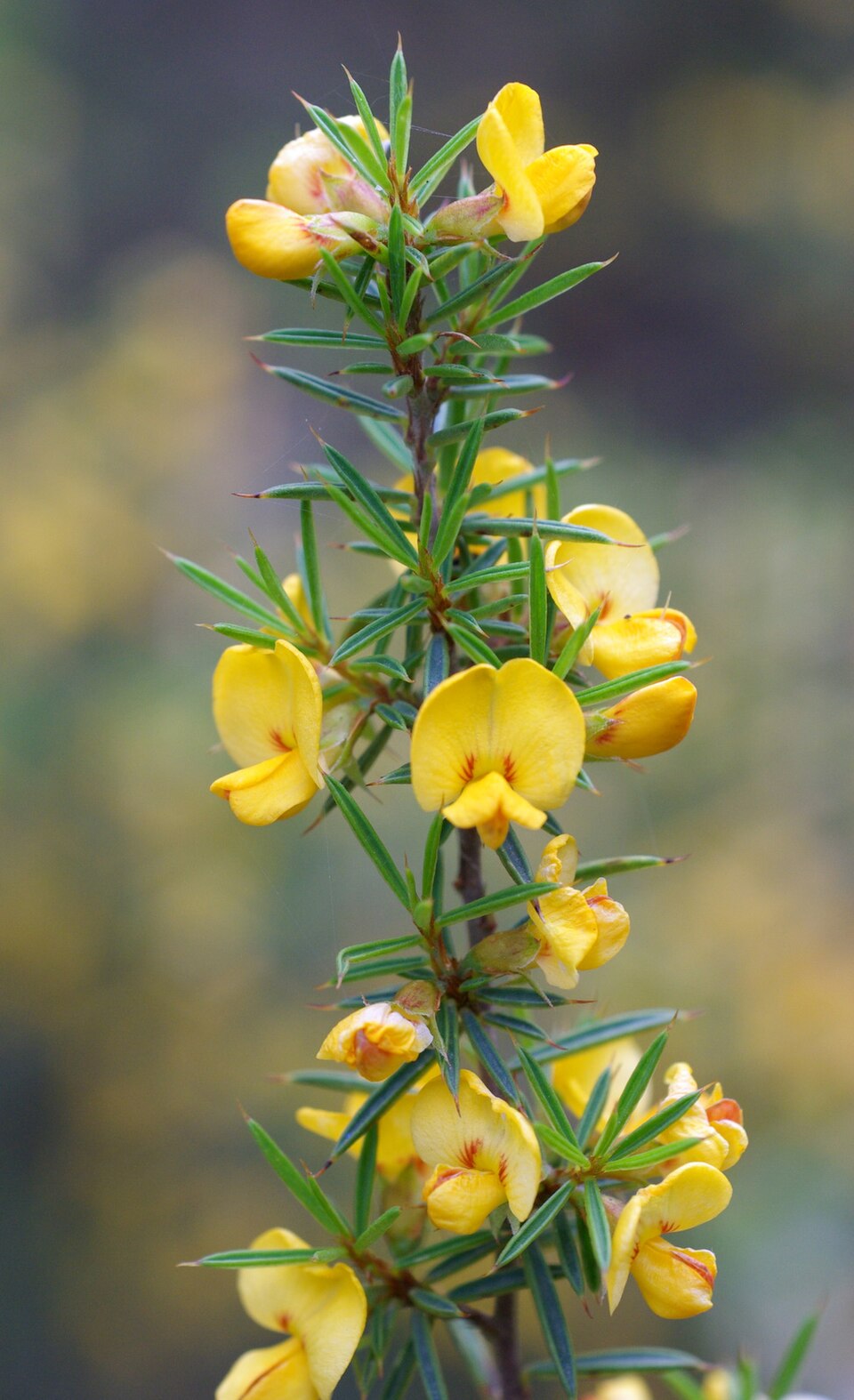 Pultenaea juniperina (prickly beauty) (alternate view 9)