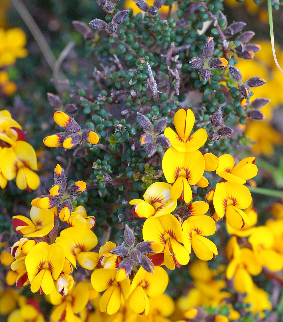 Pultenaea gunnii (golden bush-pea) (alternate view 7)