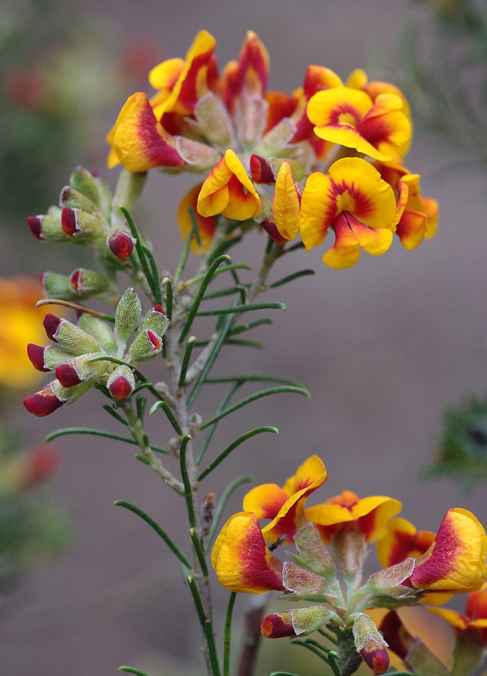 Dillwynia cinerascens (grey parrot pea) (alternate view 7)