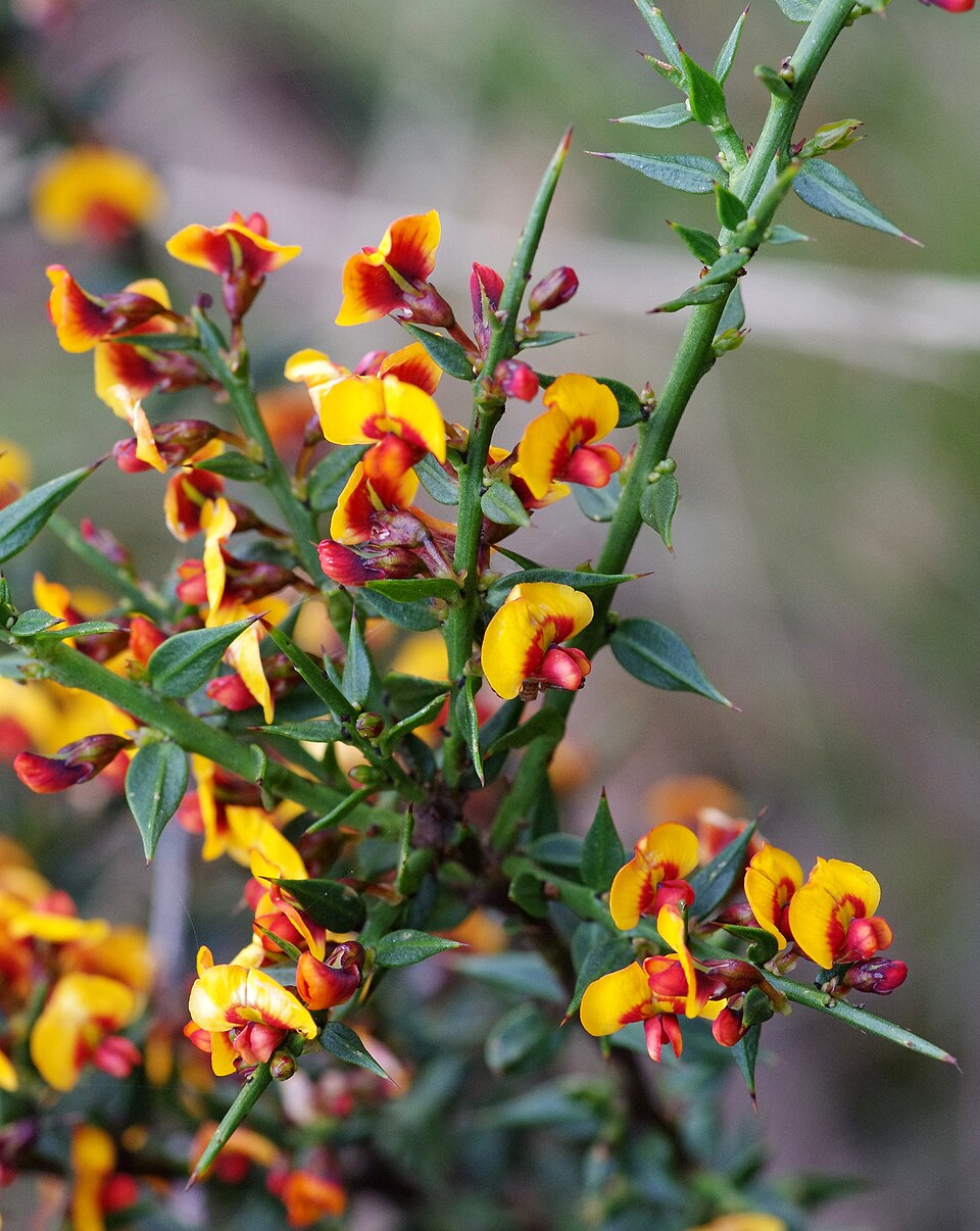 Daviesia ulicifolia (gorse bitter pea) (alternate view 4)