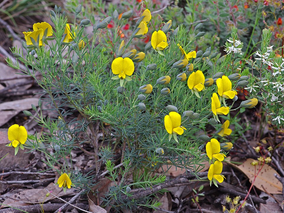 Gompholobium huegelii (Common Wedge-pea) (alternate view 4)