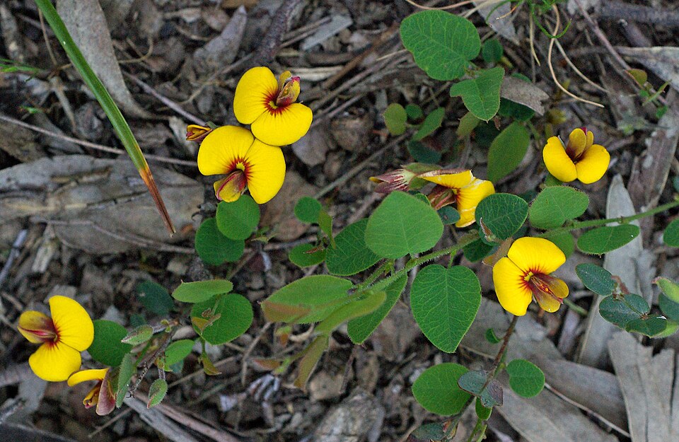 Bossiaea prostrata (creeping bossiaea) (alternate view 6)