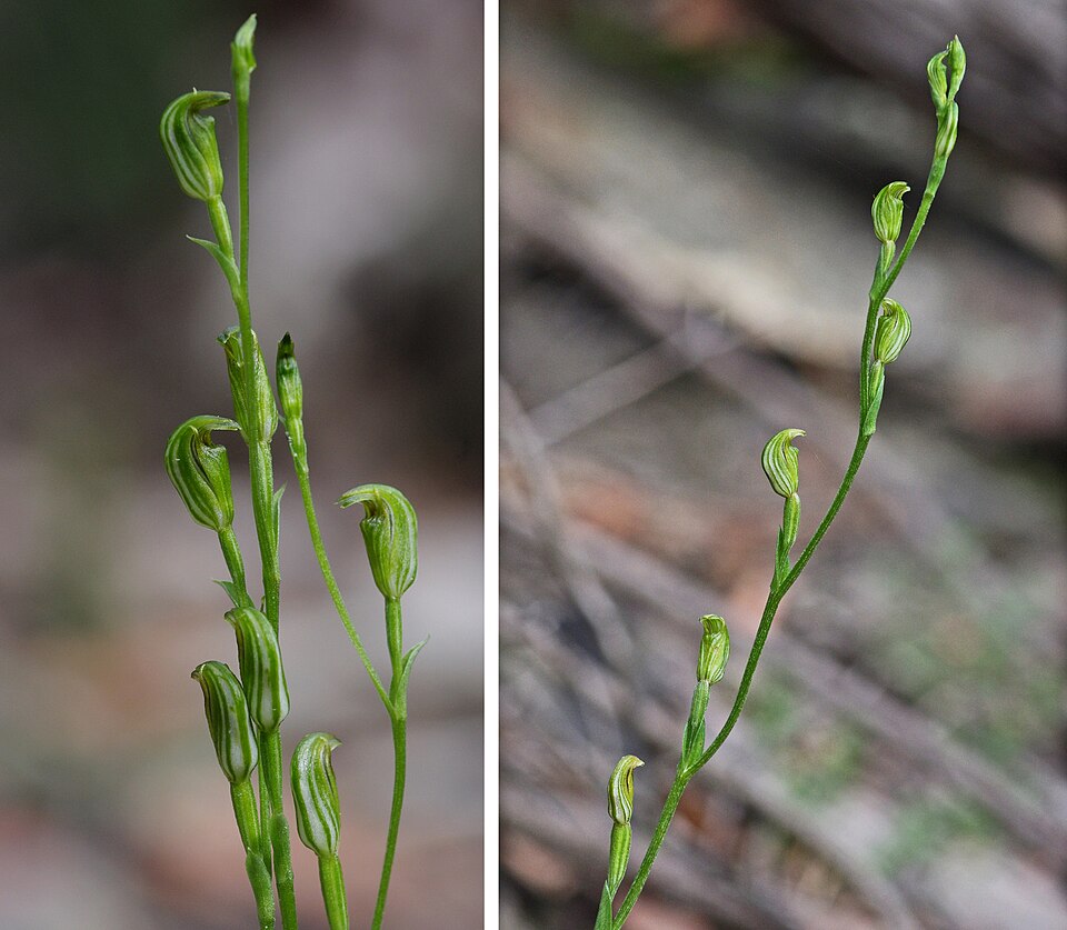 Pterostylis parviflora (tiny greenhood) (alternate view 9)