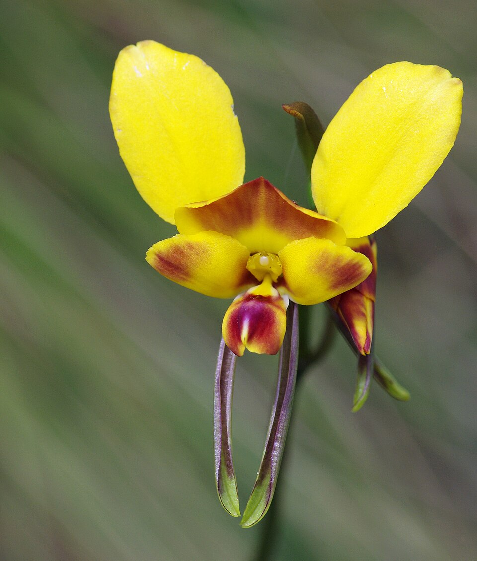 Diuris orientis (Wallflower orchid) (alternate view 3)