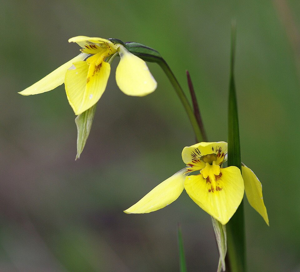 Diuris chryseopsis (Common Golden Moths) (alternate view 6)