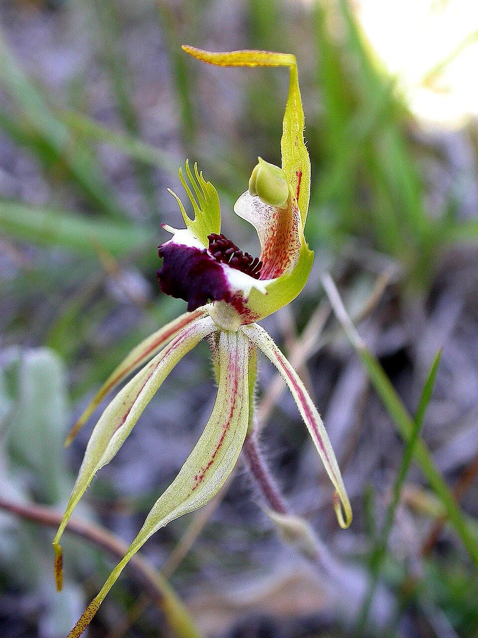 Caladenia parva (Small Spider-orchid) (alternate view 7)