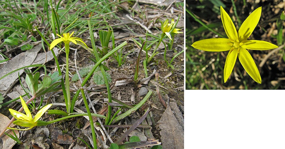 Pauridia vaginata (yellow star) (alternate view 9)