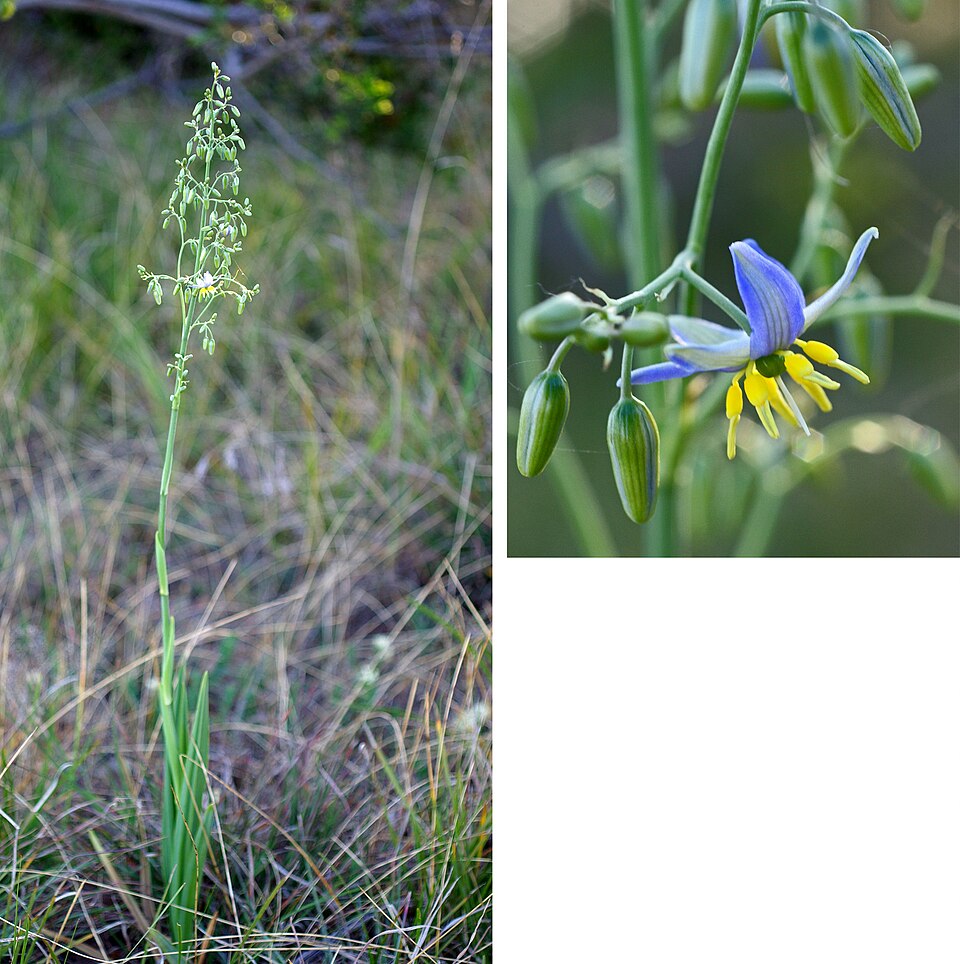 Dianella longifolia (Pale Flax-Lily) (alternate view 8)
