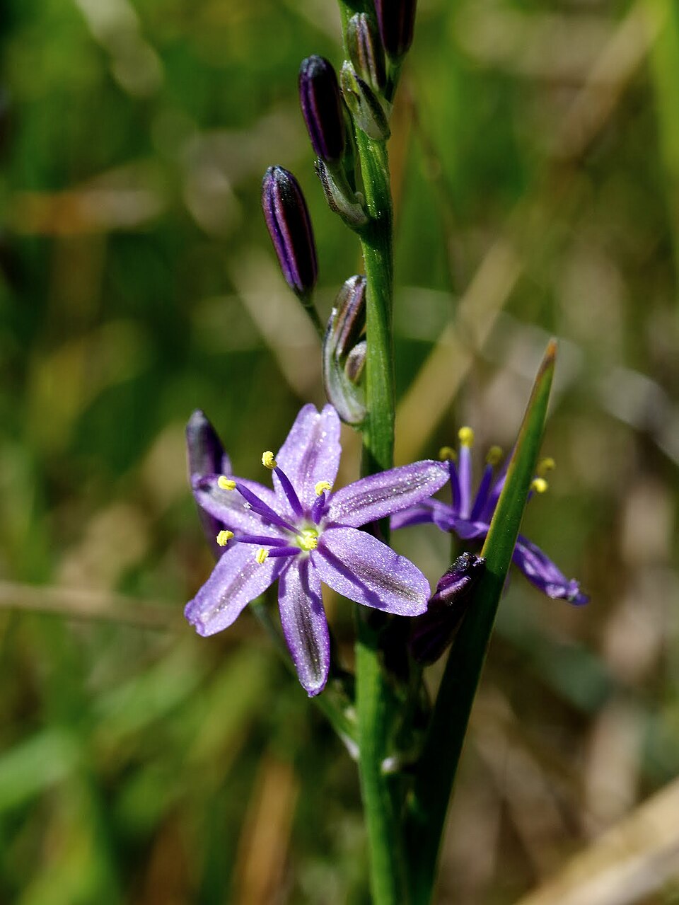 Caesia calliantha (blue grass lily) (alternate view 6)