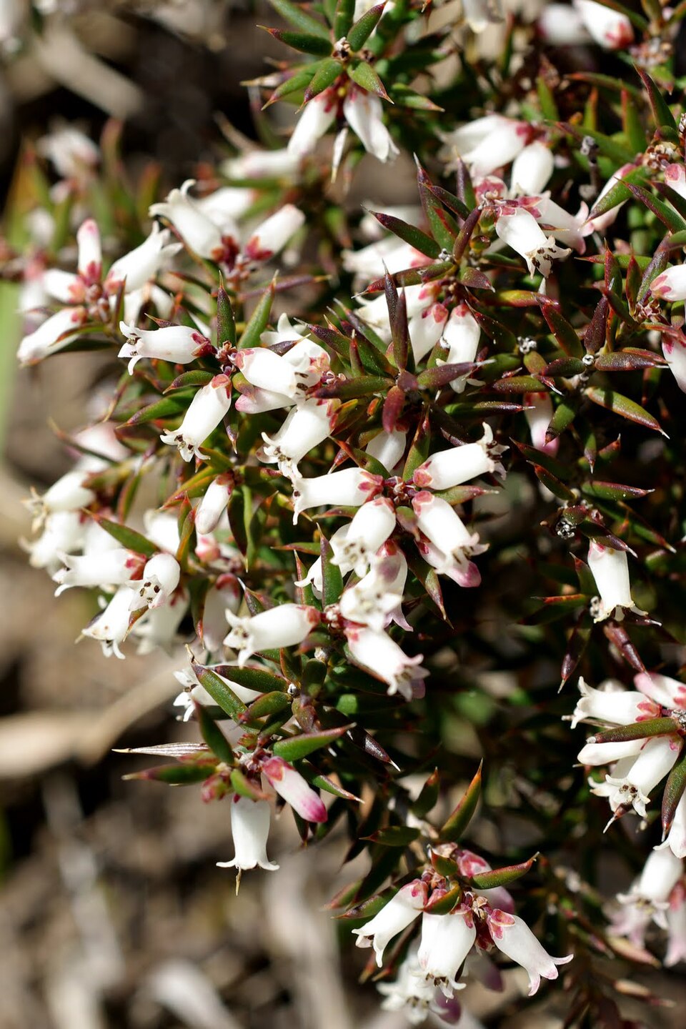 Lissanthe strigosa (peach heath) (alternate view 8)