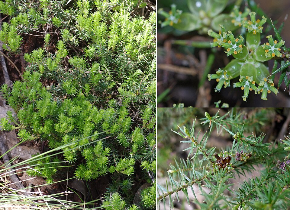 Acrotriche serrulata (Honey-pots) (alternate view 6)