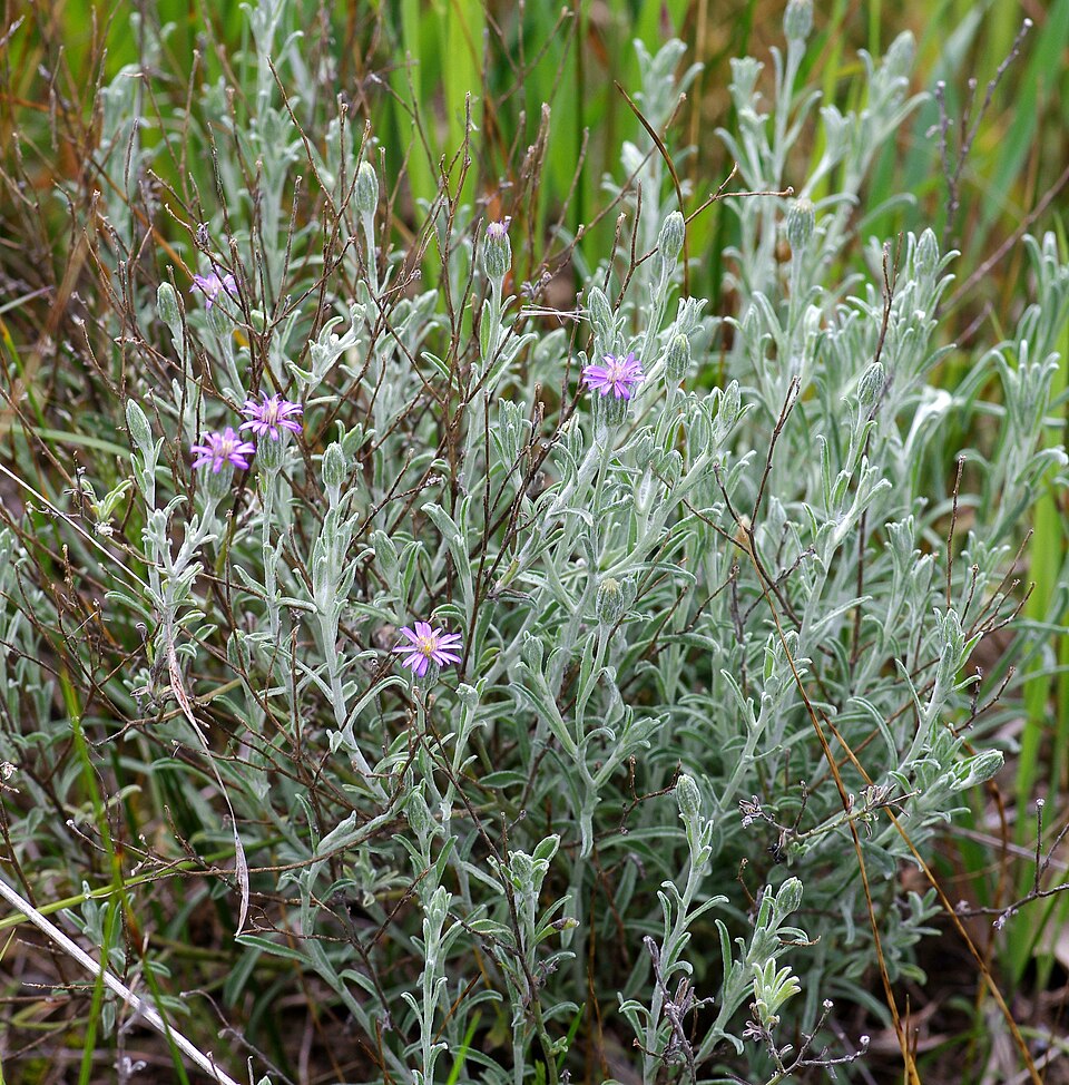 Vittadinia gracilis (Purple Fuzzweed) (alternate view 6)